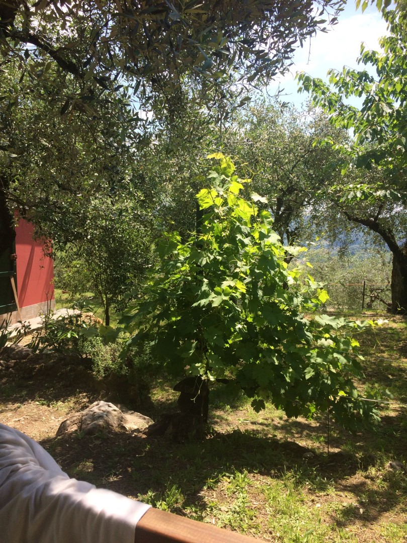 25935-montebello-di-camaiore-camaiore-vendita-rustico