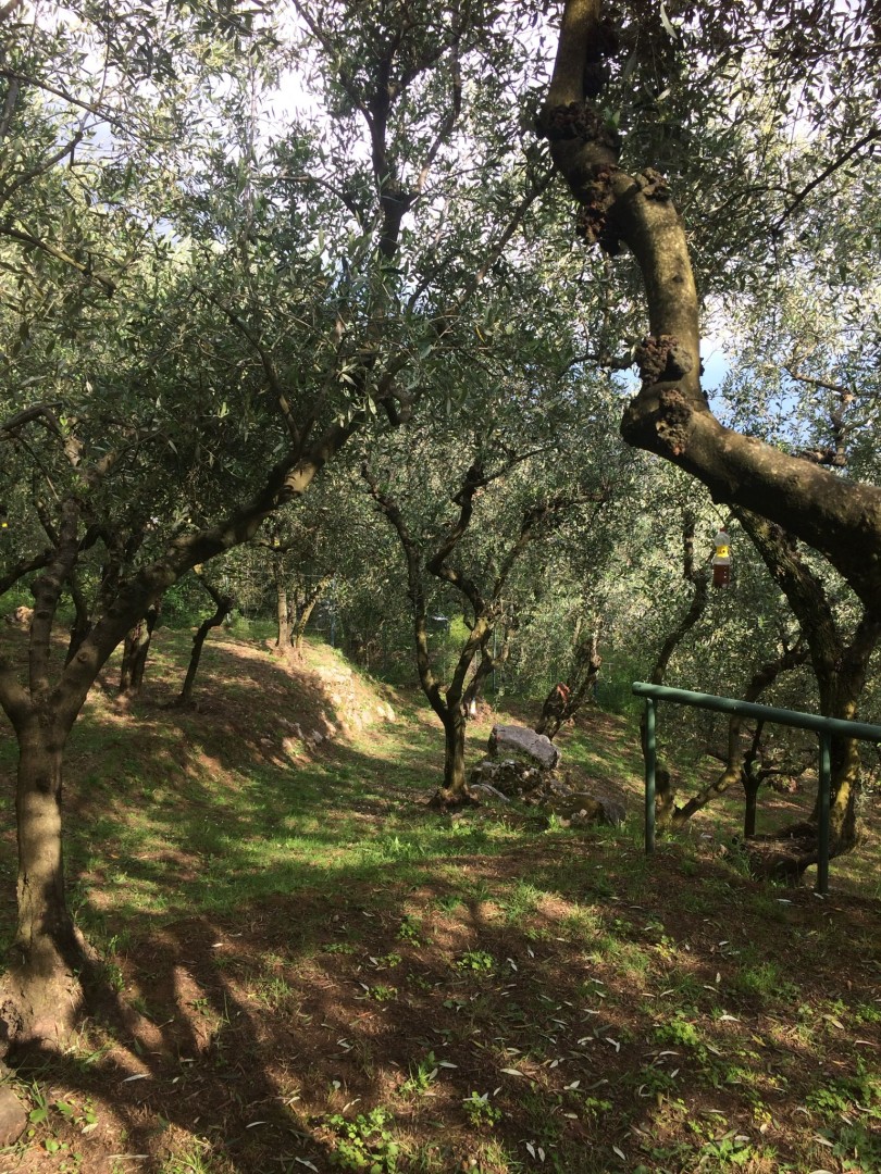 25935-montebello-di-camaiore-camaiore-vendita-rustico