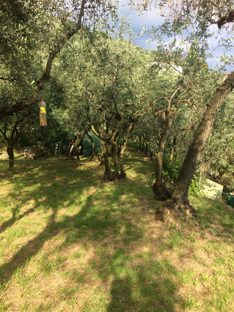 25935-montebello-di-camaiore-camaiore-vendita-rustico