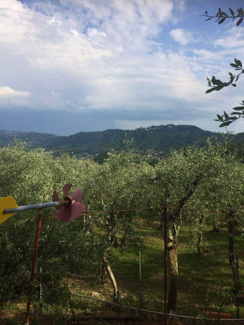 25935-montebello-di-camaiore-camaiore-vendita-rustico